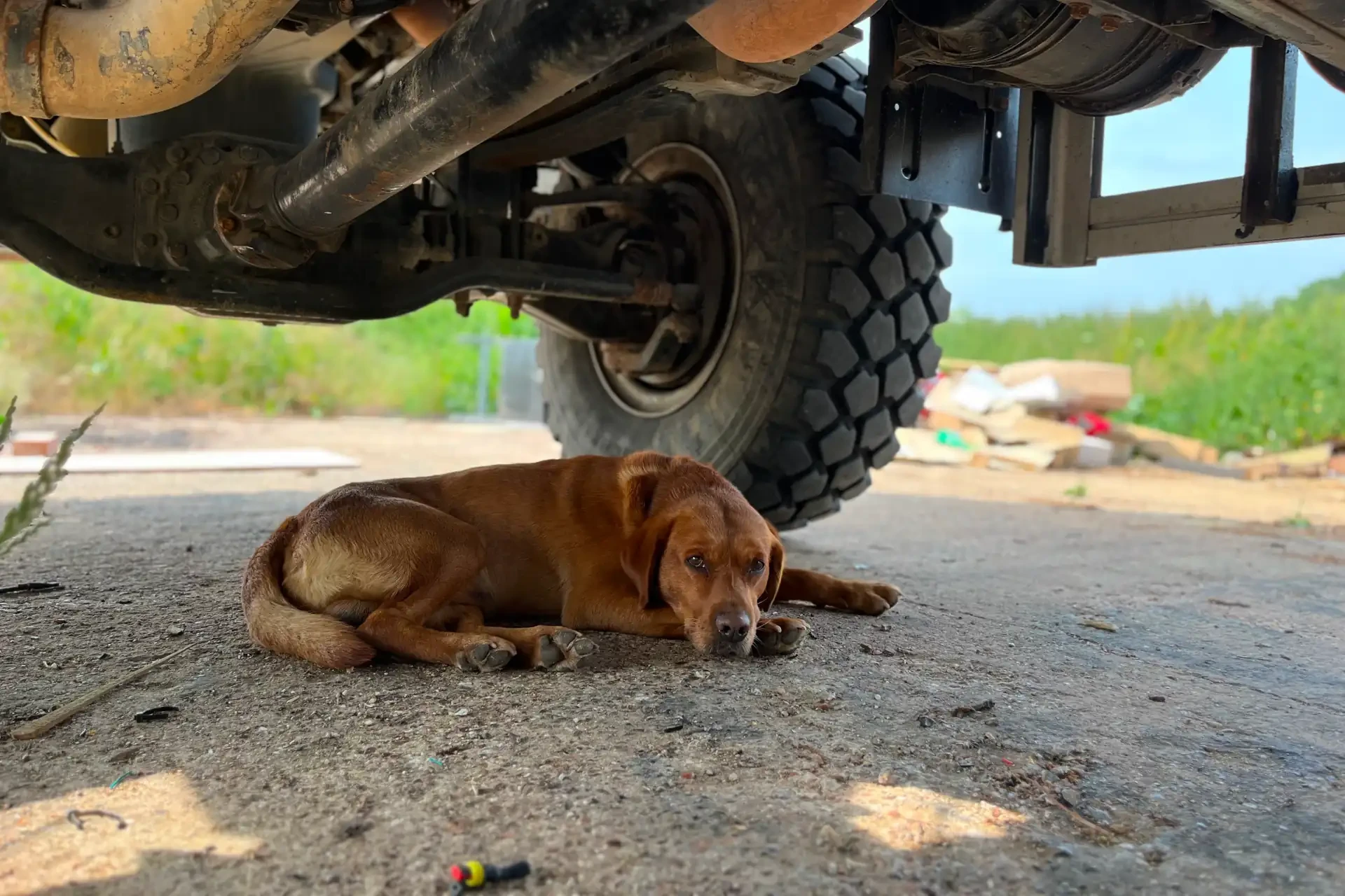Bobby red needs rest