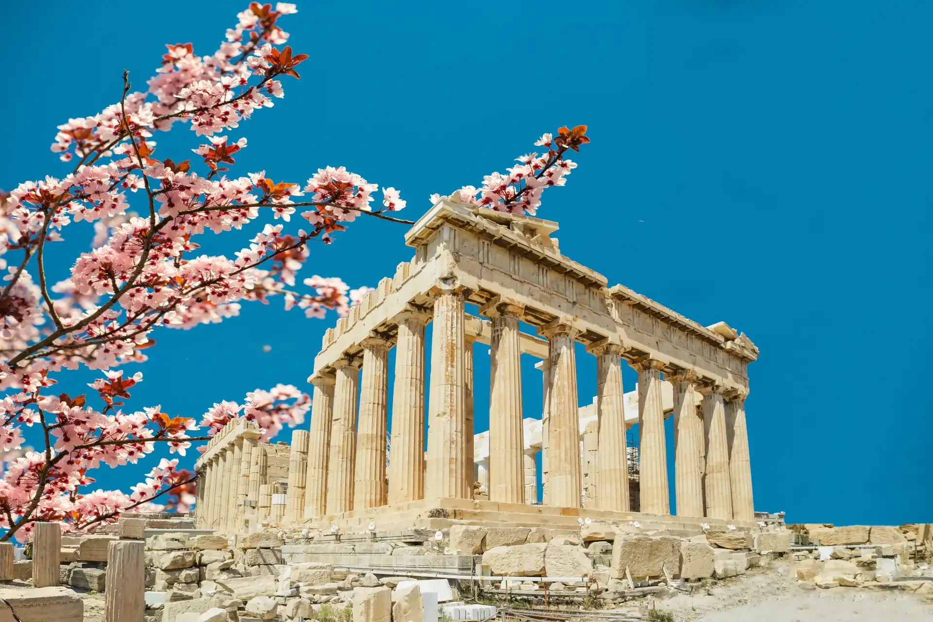 Cherry blossoms in foreground with the Parthenon in Athens, Greece, under a clear blue sky.