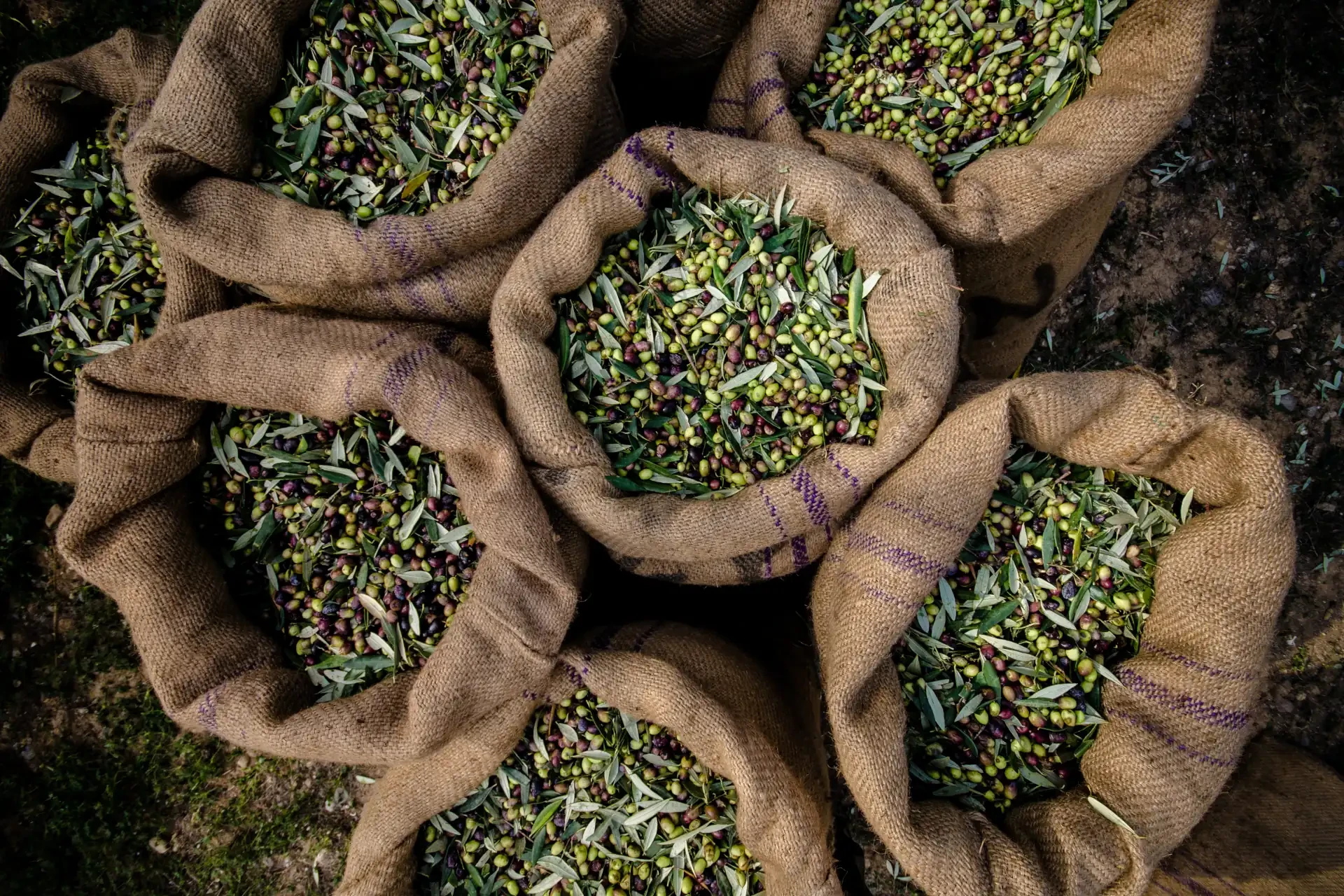 Harvested fresh olives in sacks in a field in Crete, Greece, for olive oil production.