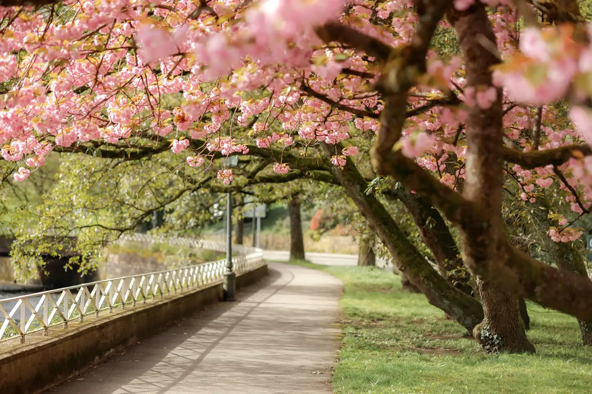An alley lined with cherry blossoms in full bloom in Baden-Baden, Germany, creating a picturesque spring scene.