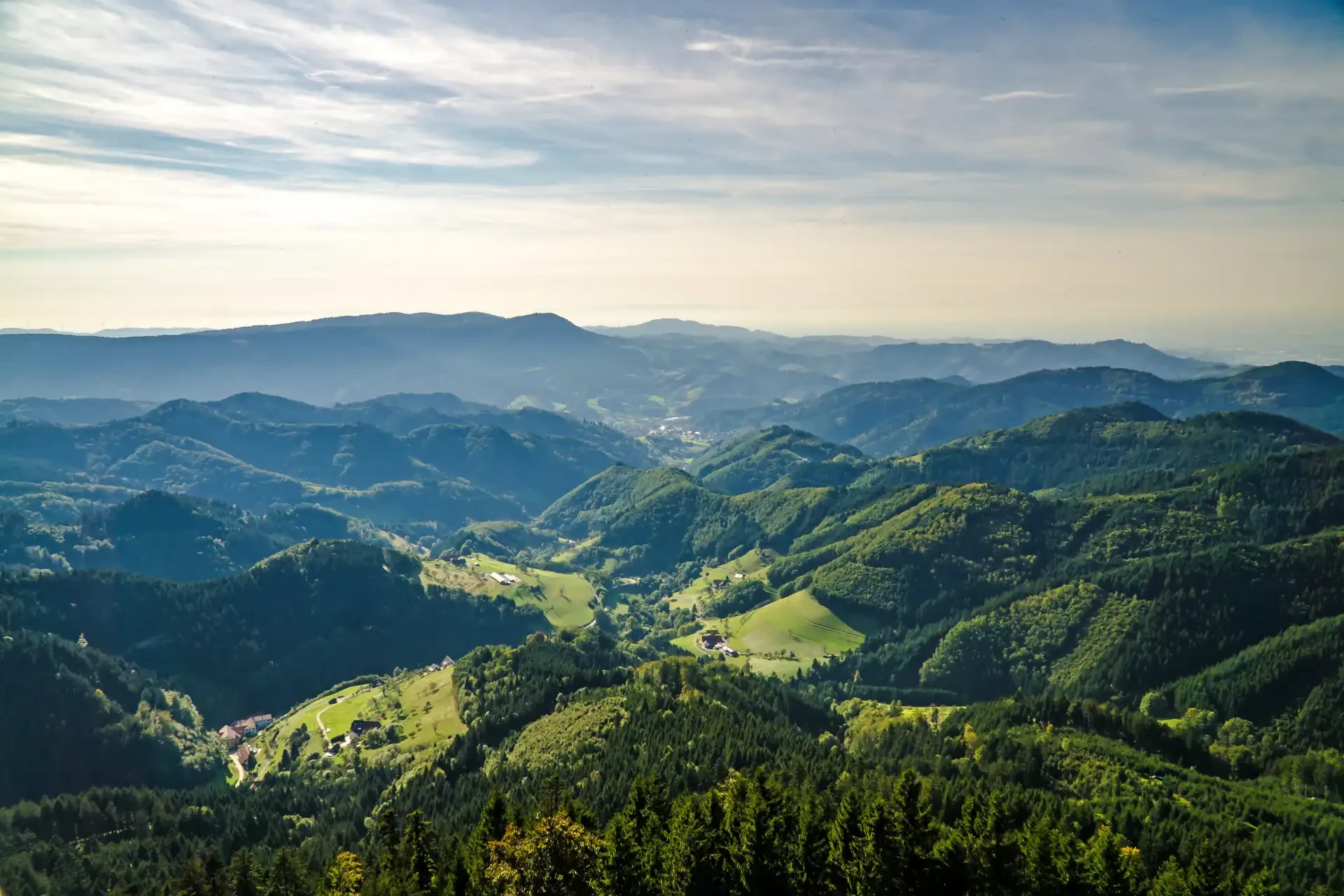Dense, lush greenery of the Black Forest in Germany, known for its picturesque landscapes and charming villages.