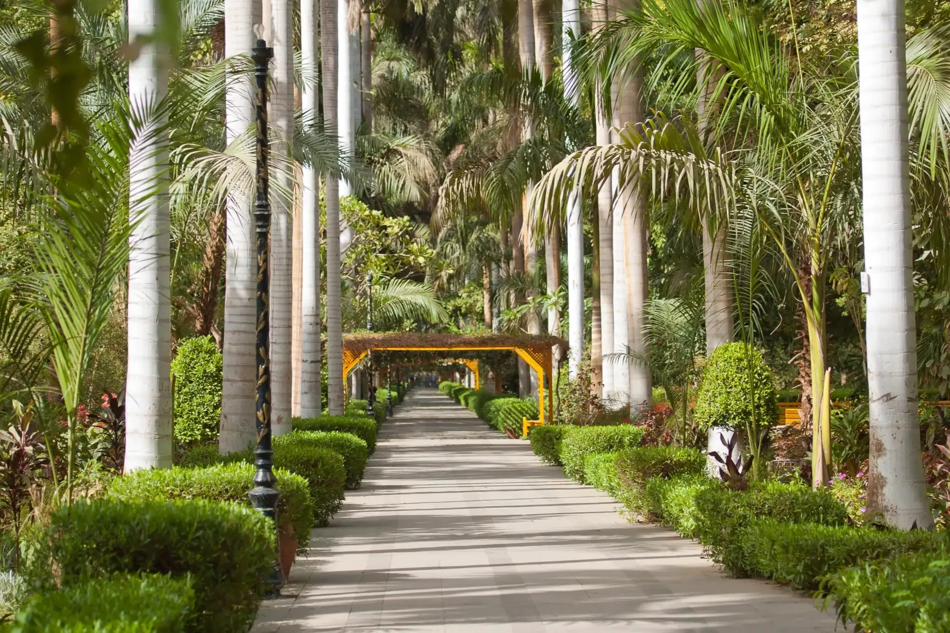 Lush greenery along the banks of the Nile in Aswan, Egypt.