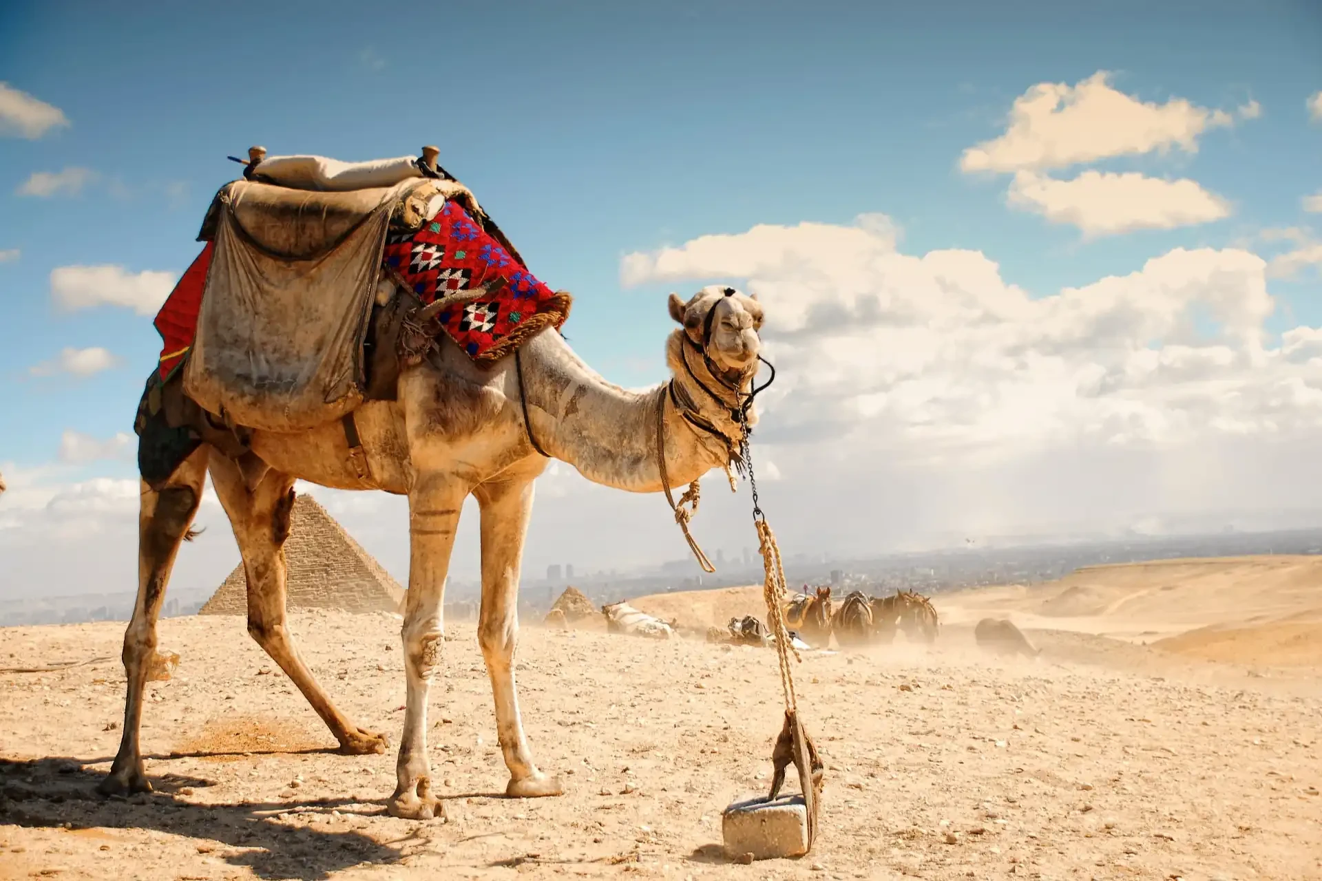 Camel in front of the Egyptian Pyramids, set against desert landscape.