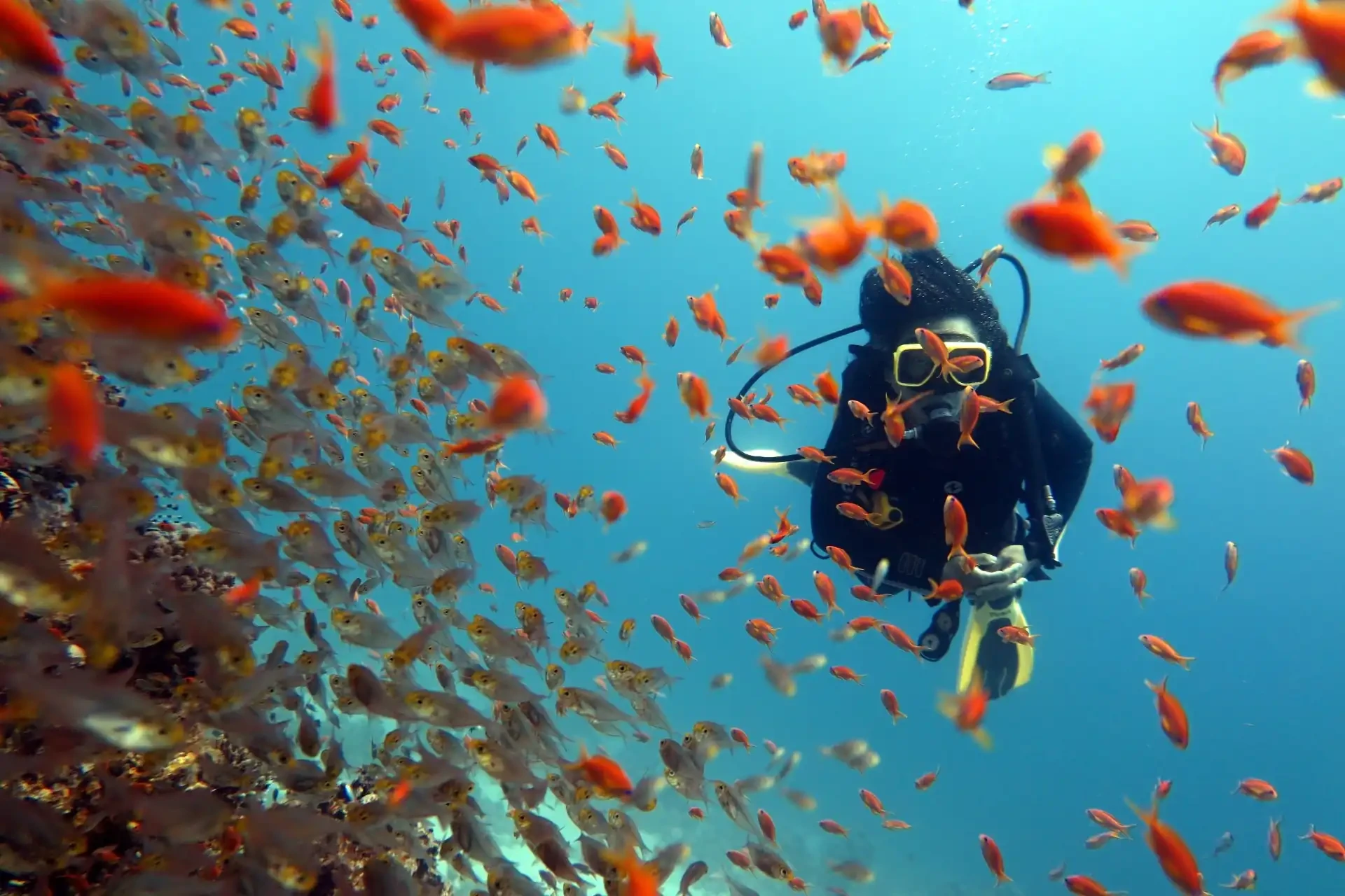 A diver explores the Red Sea, surrounded by colourful orange fish.
