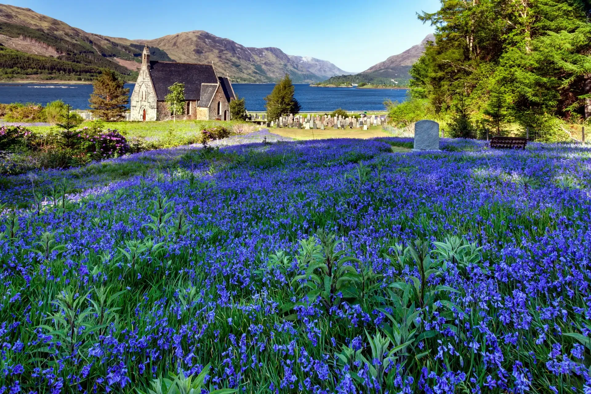 A serene spring scene captures the beauty of Scotland, featuring bluebells in full bloom.