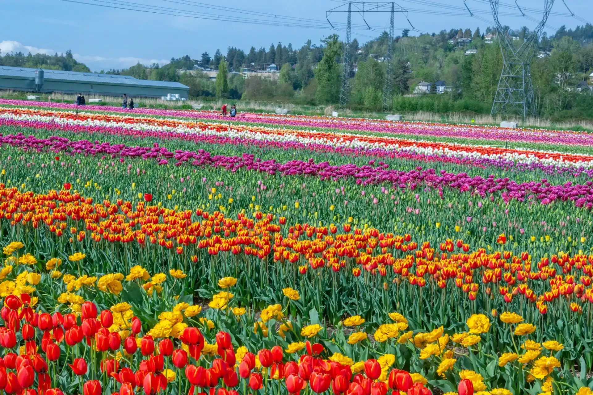 Spring vancouver