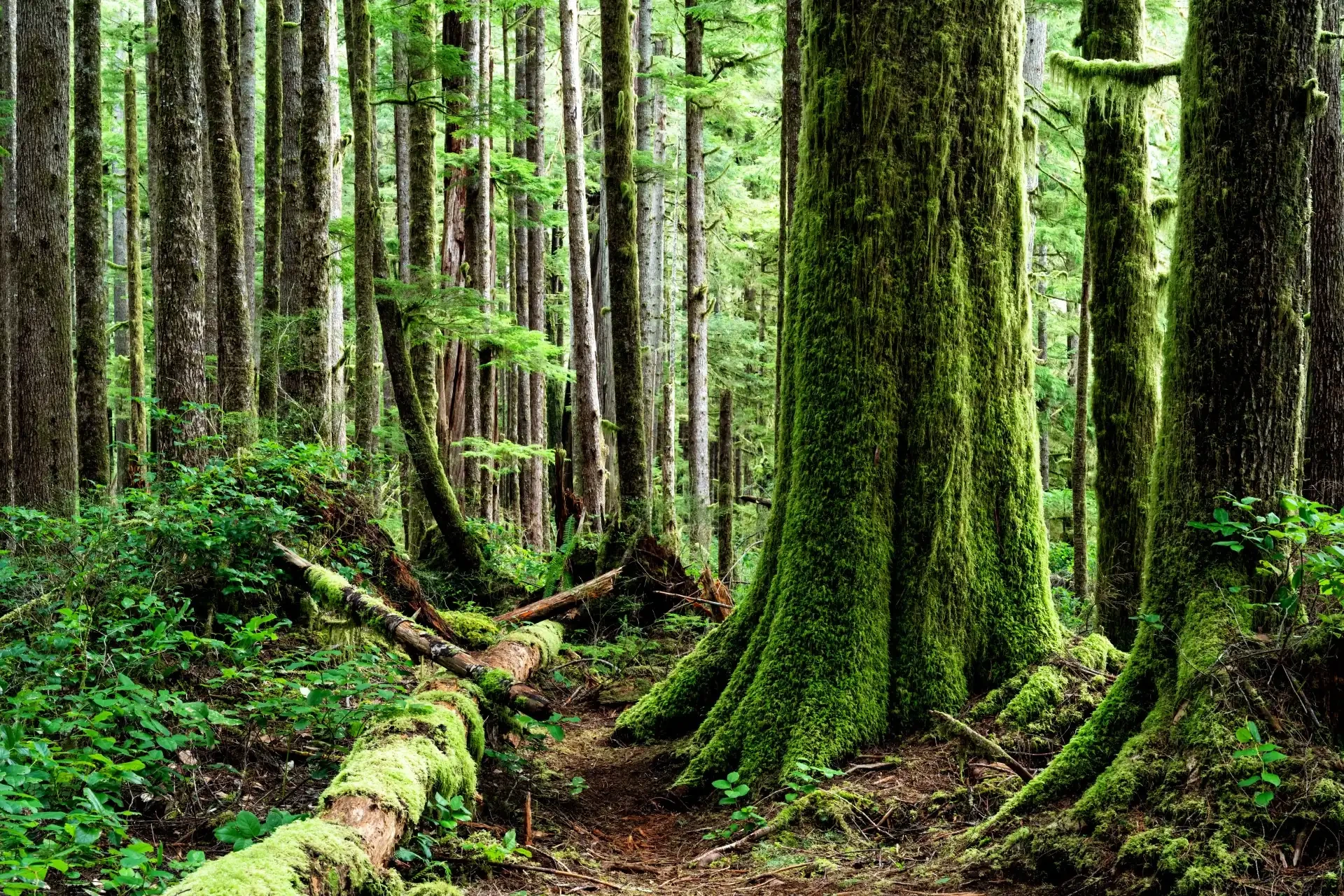 Green moss covers tall trees in a forest on Vancouver Island, British Columbia.