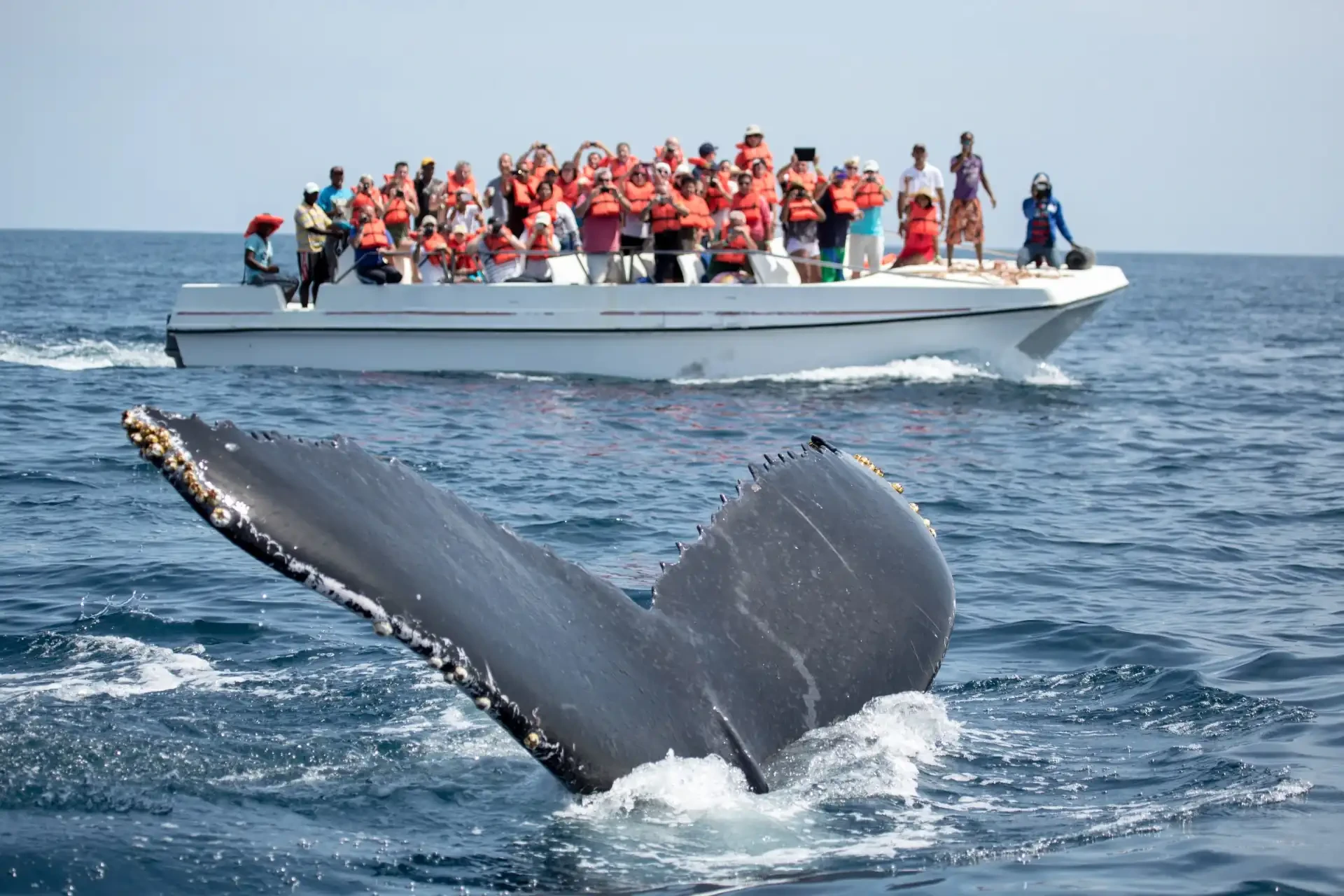 A majestic whale surfaces in the waters of British Columbia as a whale watching boat observes from a distance.