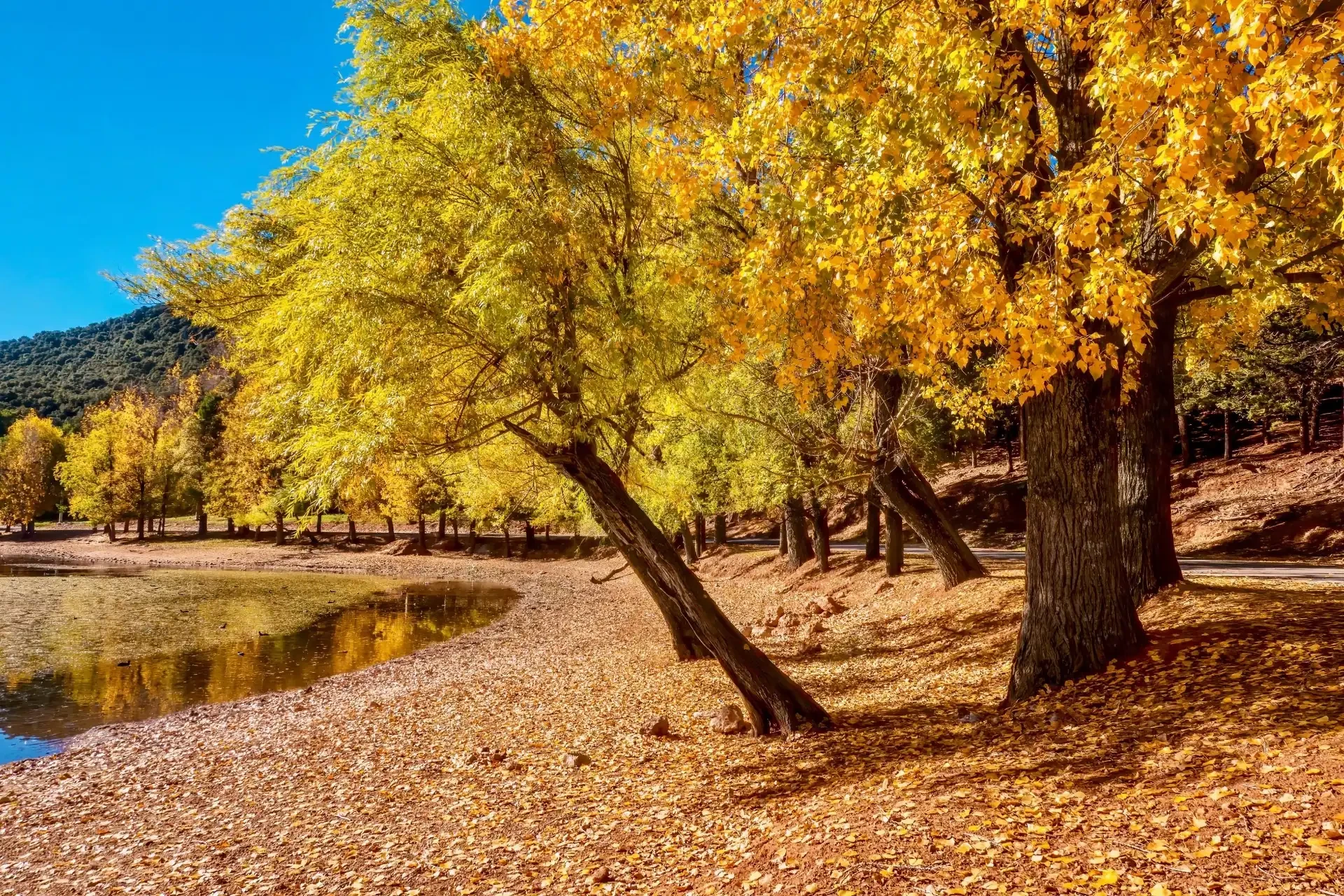 Trees display yellow autumn leaves against a blue Moroccan sky.