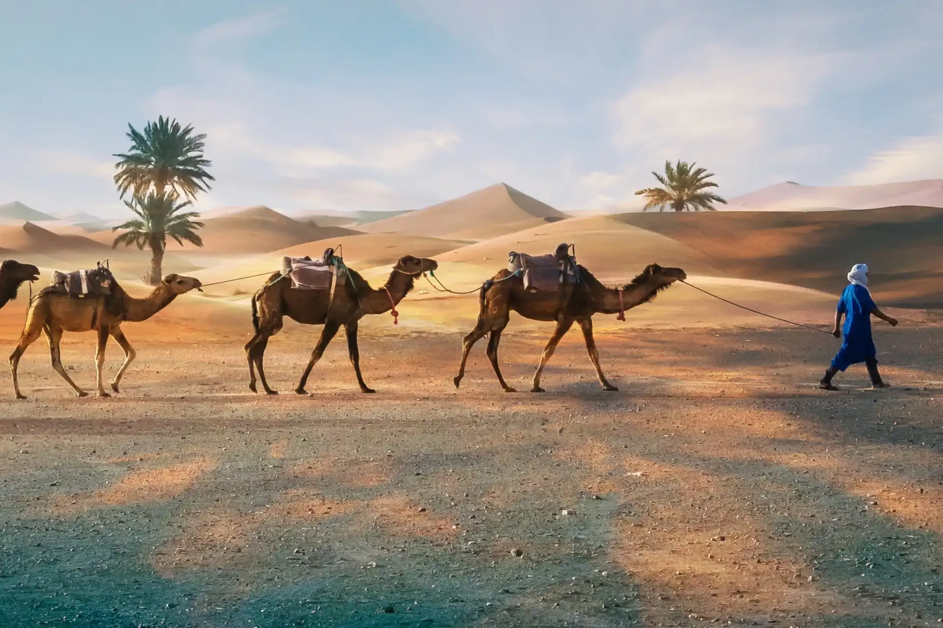 Your trip to Morocco. Three camels are led through the dry Moroccan desert during summer.