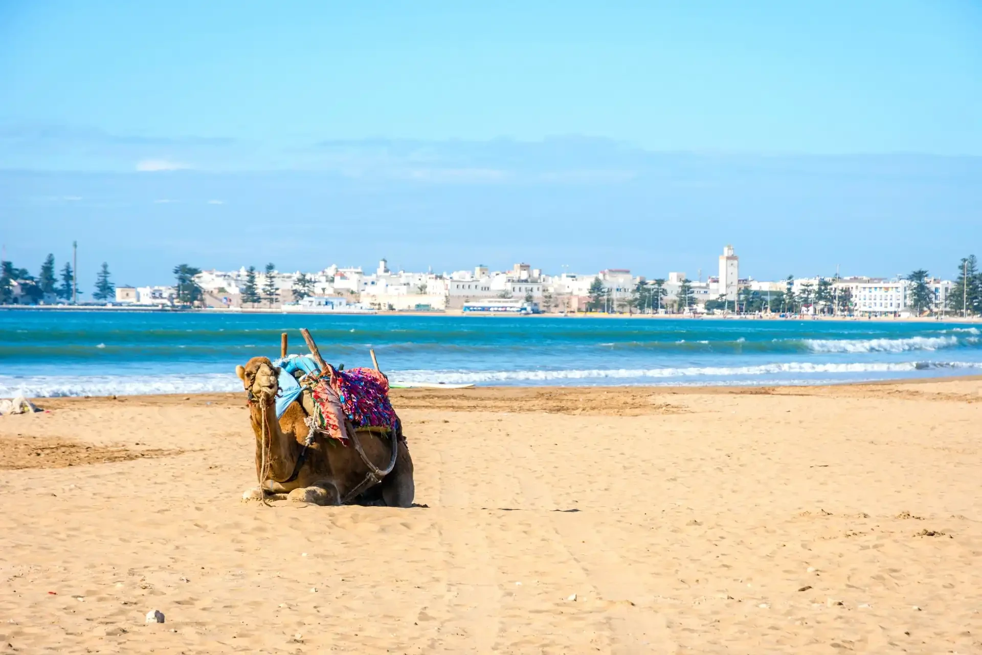 A Moroccan camel on a yellow sandy beach with the ocean waves crashing against the shore.