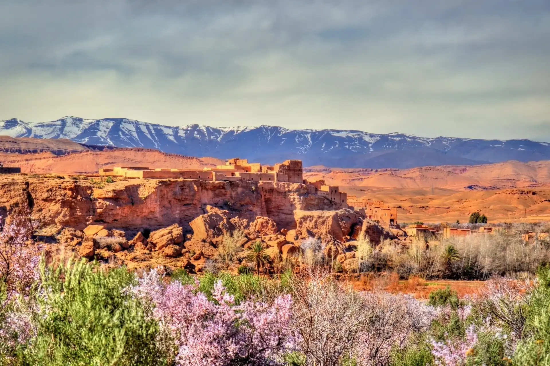 Pink wildflowers in bloom in a Moroccan desert landscape.