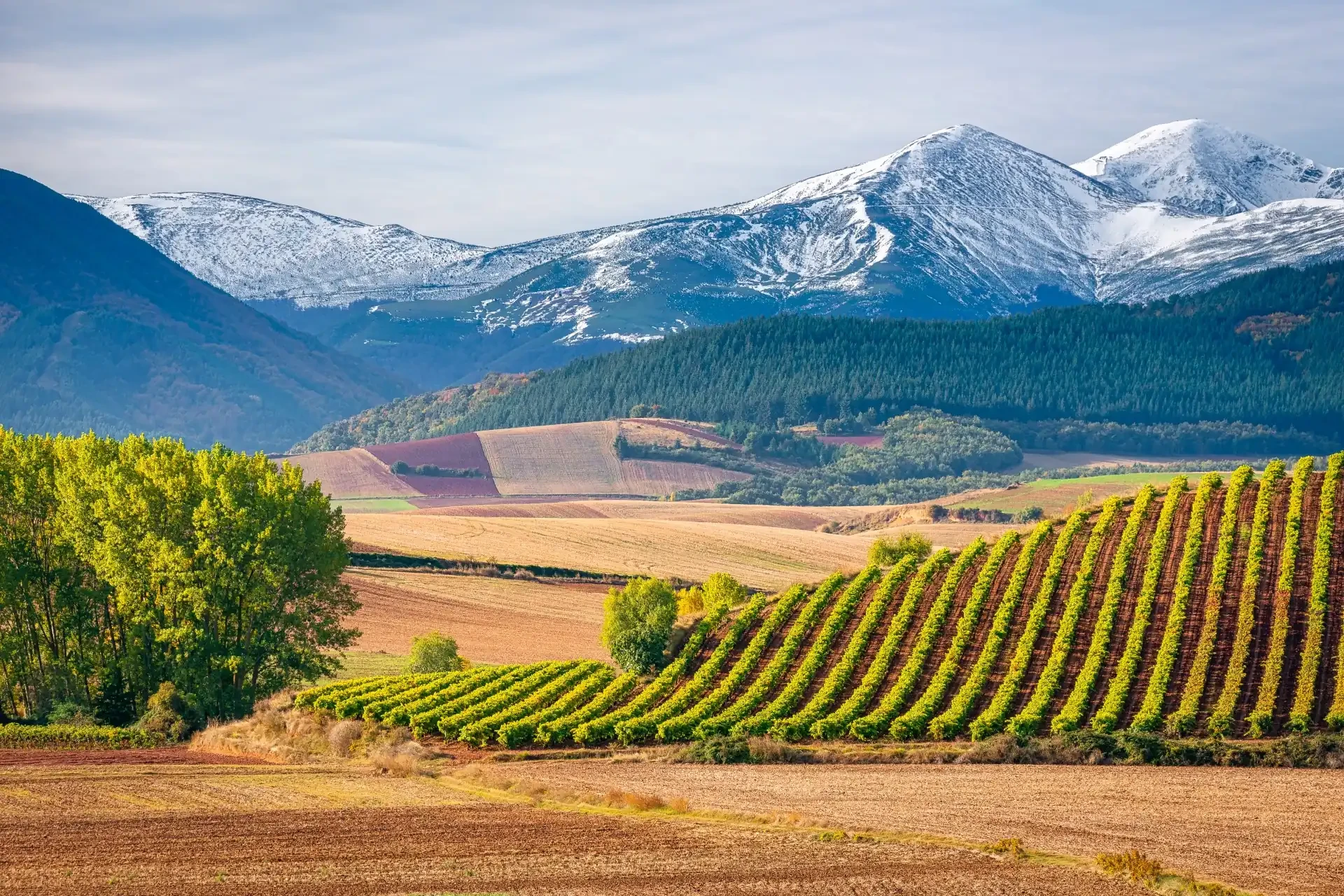 Green vineyards stretch out against the backdrop of San Lorenzo mountain in La Rioja, Spain. There is a striking contrast with the lush greenery of the vineyards and surrounding trees.