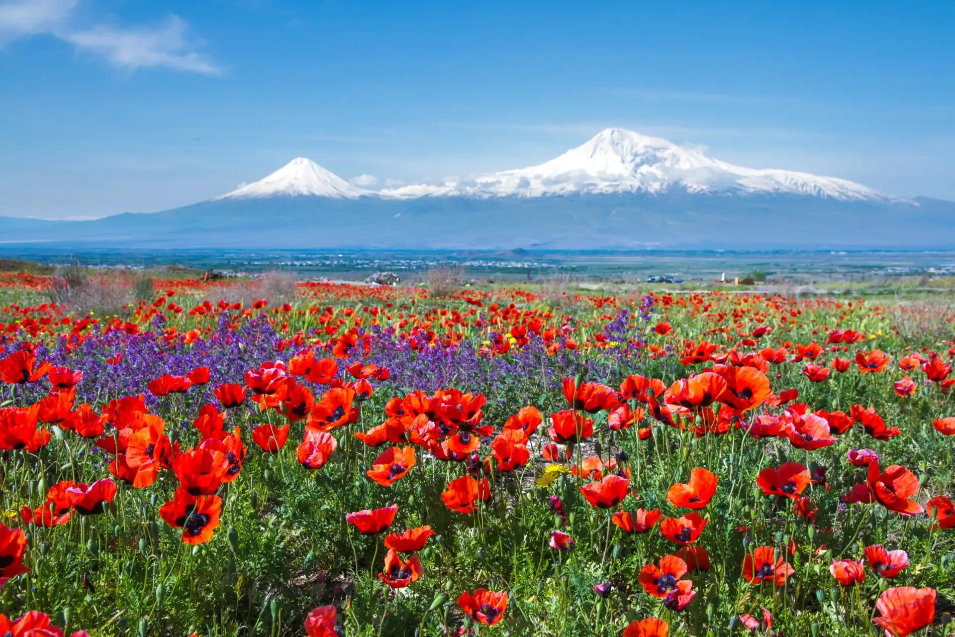 Beautiful red poppies line the fields facing Mount Ararat, a dormant volcano in Turkey, with snow-capped peaks and a breathtaking mountainous landscape.